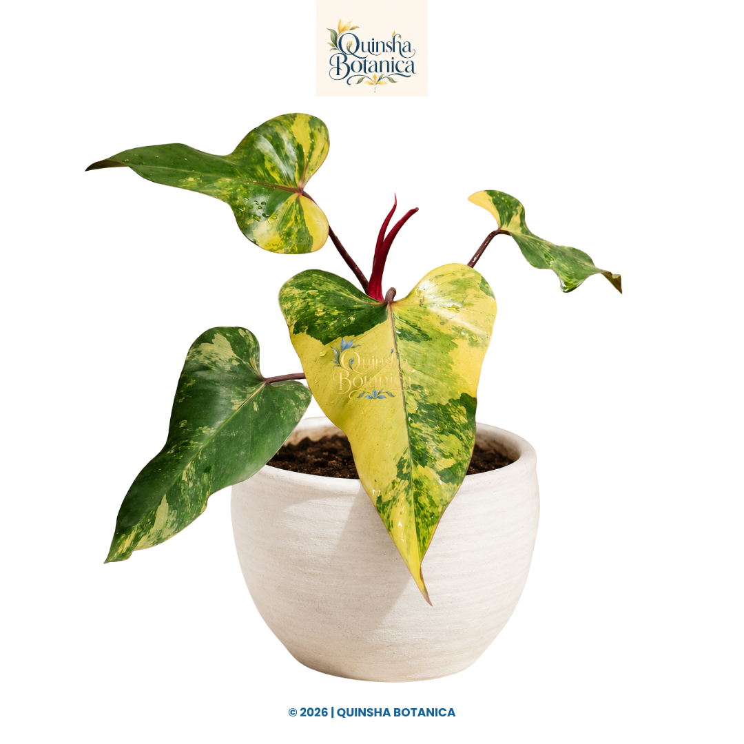 Philodendron Strawberry Shake (Philodendron erubescens)