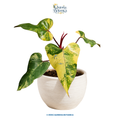 Philodendron Strawberry Shake (Philodendron erubescens)