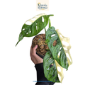Monstera Adansonii Albo Variegated
