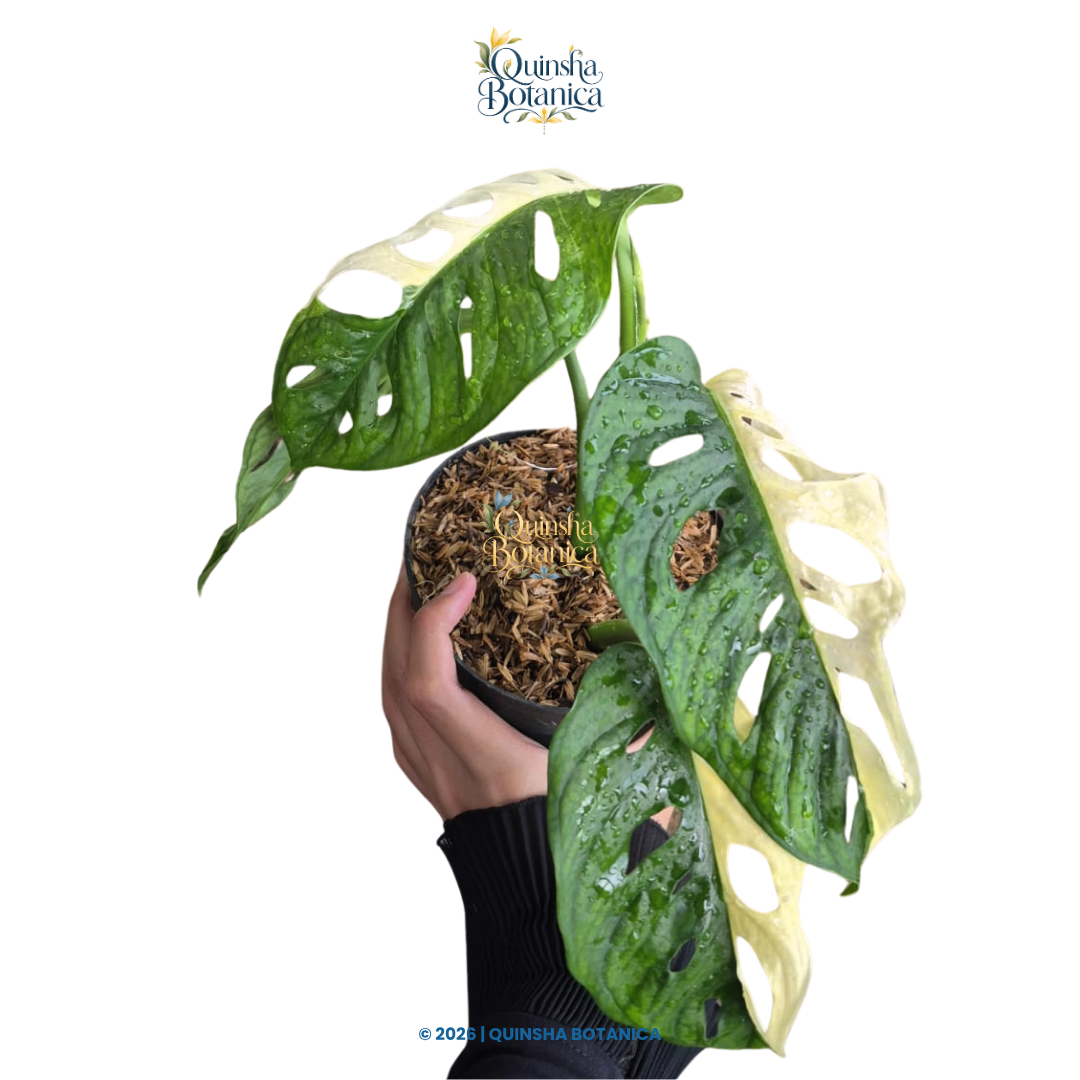 Monstera Adansonii Albo Variegated