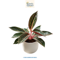 Aglaonema Red Pride Sumatra