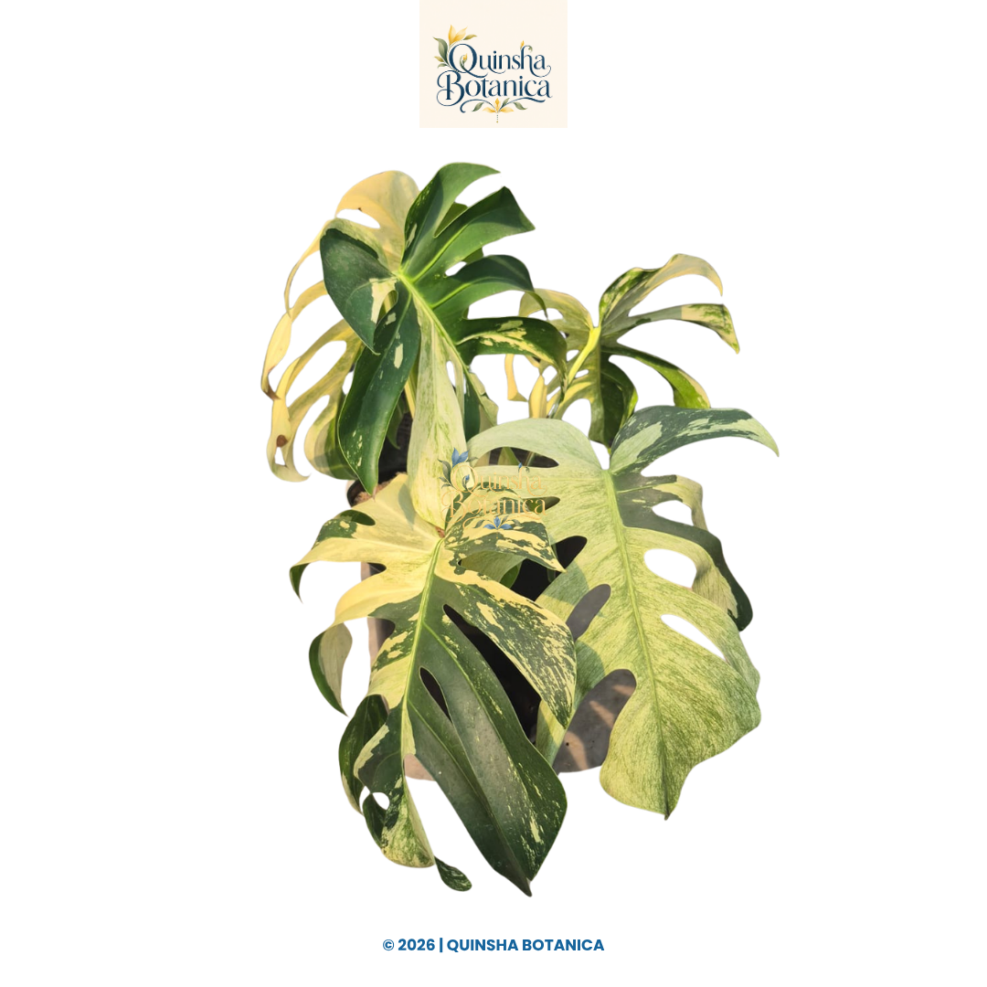 Monstera Mint Variegated