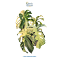 Monstera Mint Variegated