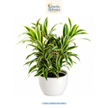Song of India (Dracaena reflexa)