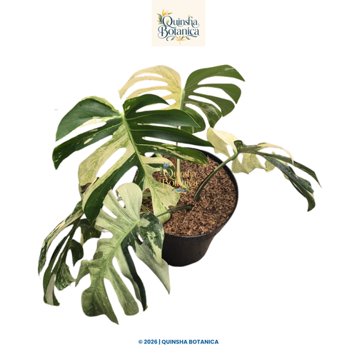 Monstera Mint Variegated