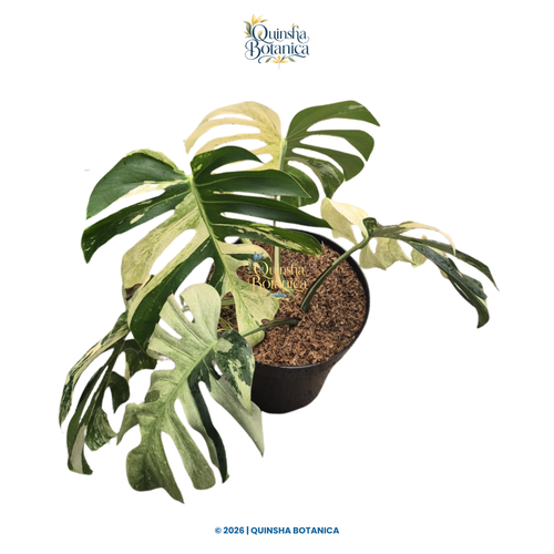 Monstera Mint Variegated