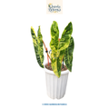 Philodendron Billietiae Variegated