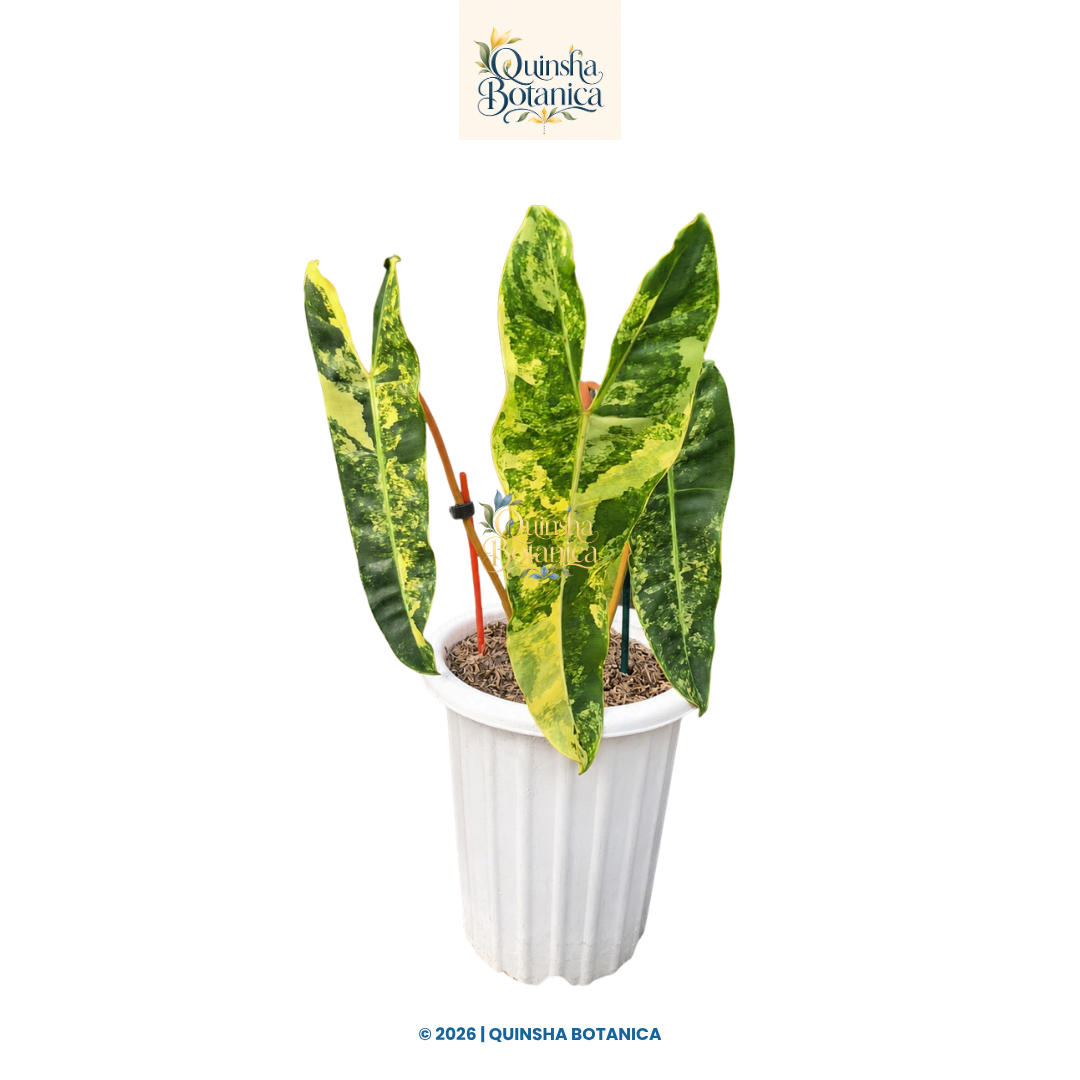 Philodendron Billietiae Variegated