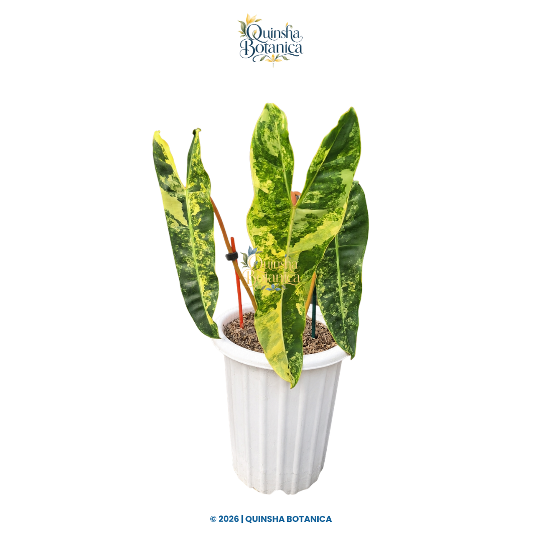 Philodendron Billietiae Variegated