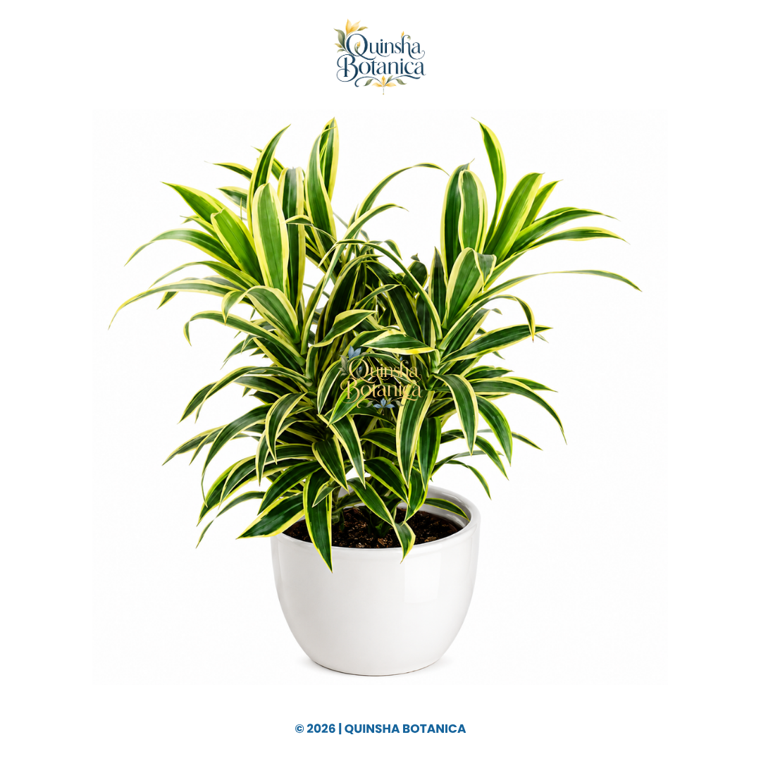 Song of India (Dracaena reflexa)