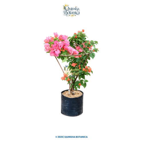 Bougainvillea glabra flowering plant, approximately 24 inches tall